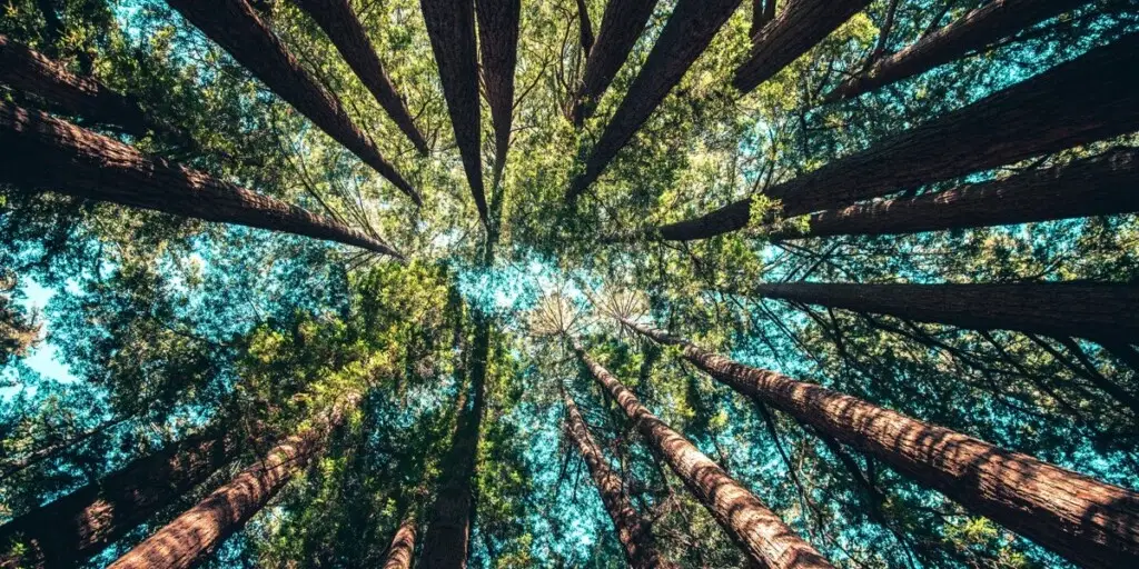 managed-it-services-growth-strategy Growth: huge trees from beneath